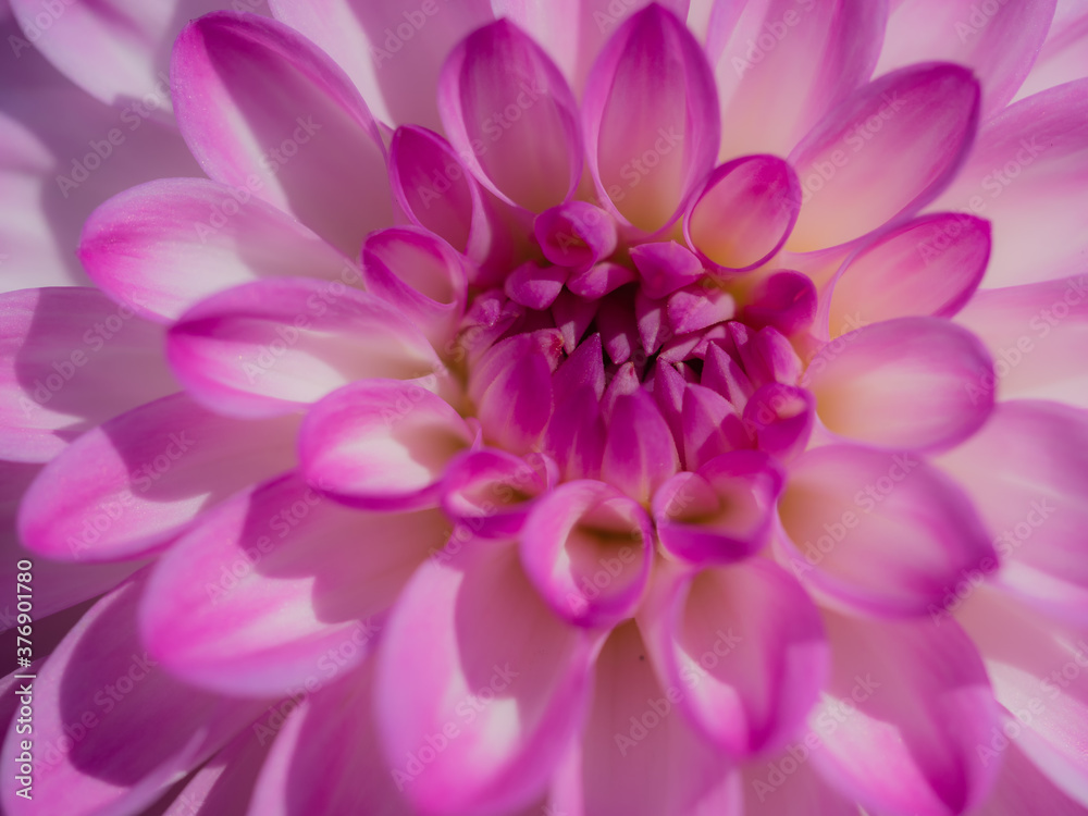Dahlie in pink weiß, Nahaufnahme einer Blüte