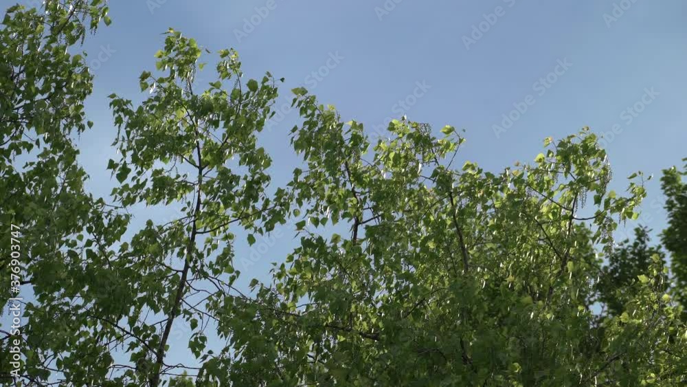 Bottom view of birch tree branches with green foliage on blue sky background Bottom view of birch tree branches with green foliage on blue sky background