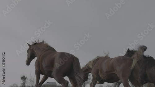 Horses running on a grass field on sunset in slow motion