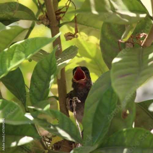 Birds on a tree