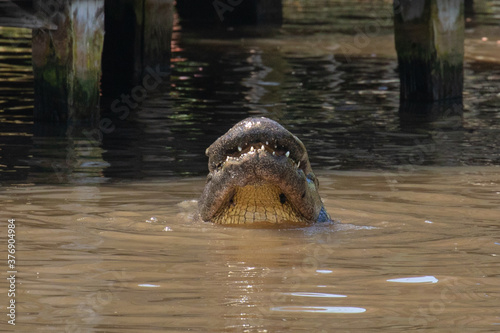 An American alligator rises out of the water showing its underside chin, mouth, and lower teeth, in Florida, USA