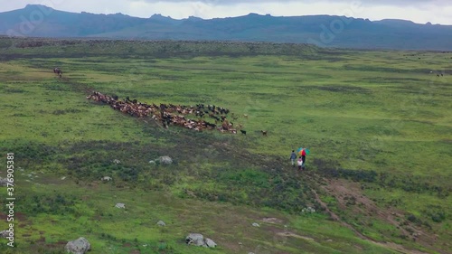 Cattle running in group away from people, Ethiopia