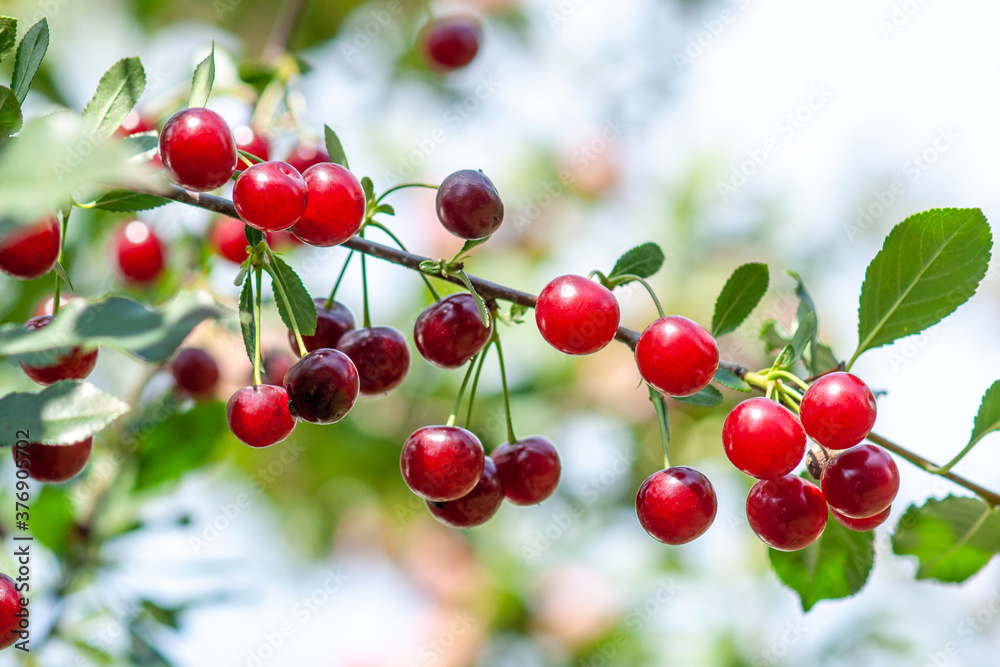 Felt cherry branch with ripe berries in Sunny weather Felt cherry branch with ripe berries in Sunny weather