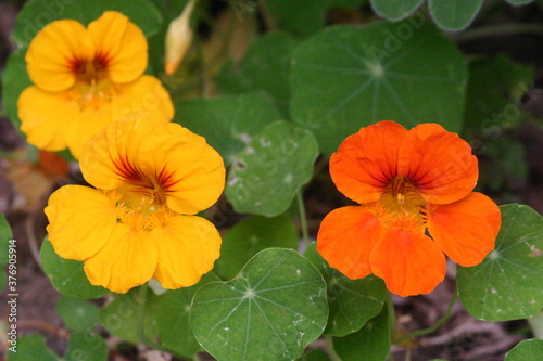 Orange and yellow nasturtium flower in the garden
