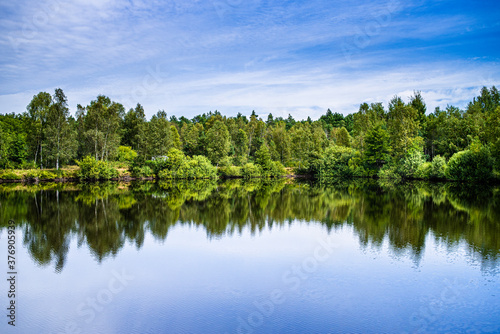 Beautiful bright forest lake in summer