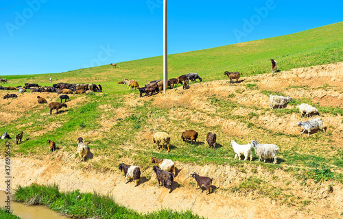 The herd on the hill of Pamir-Alay Mountains, Uzbekistan. photo