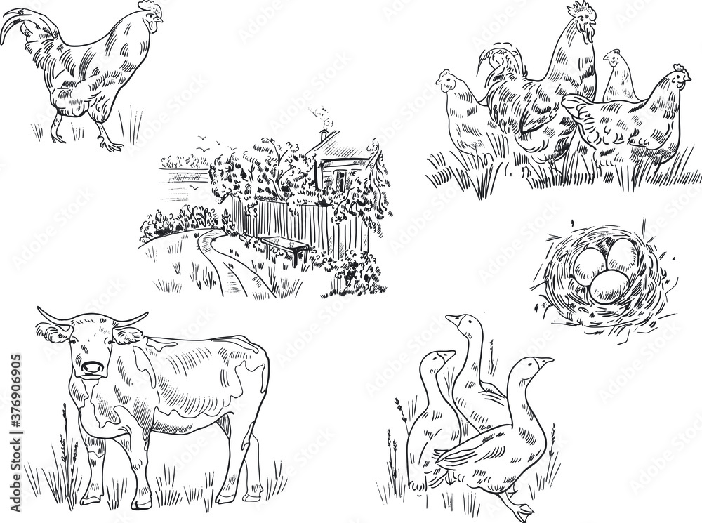 Sketch drawing of animals on a farm and a house in the village. Cow, geese, nest with eggs, rooster and chickens. Sketch drawing of animals on a farm and a house in the village. Cow, geese, nest with eggs, rooster and chickens.