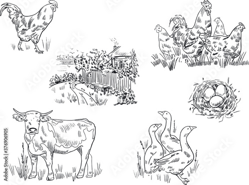 Sketch drawing of animals on a farm and a house in the village. Cow, geese, nest with eggs, rooster and chickens.