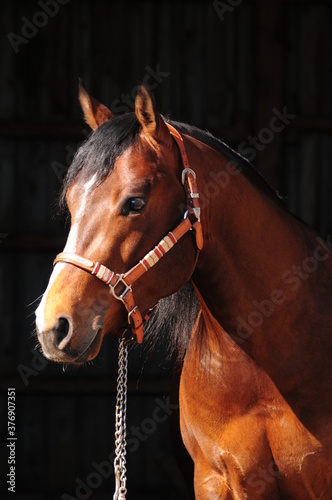 American Quarter Horse Hengst © lichtreflexe