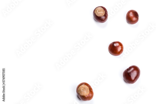 Autumn - Fresh chestnut fruits, Castanea, Horse-chestnut (Aesculus hippocastanum), close up