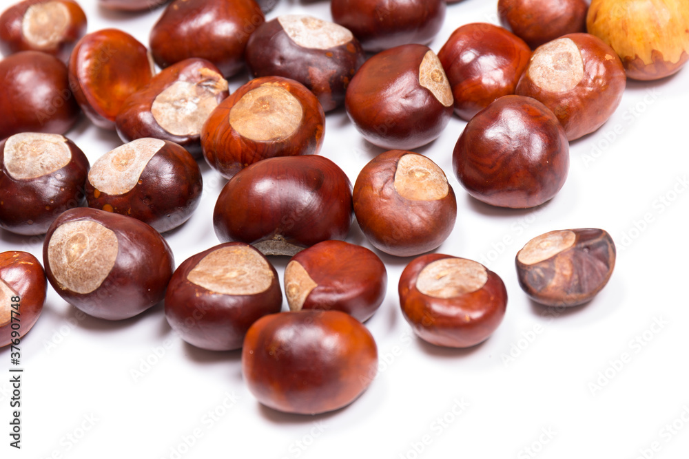 Autumn - Fresh chestnut fruits, Castanea, Horse-chestnut (Aesculus hippocastanum), close up Autumn - Fresh chestnut fruits, Castanea, Horse-chestnut (Aesculus hippocastanum), close up