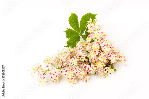 Horse-chestnut (Aesculus hippocastanum, Conker tree) flowers and leaf on  white background