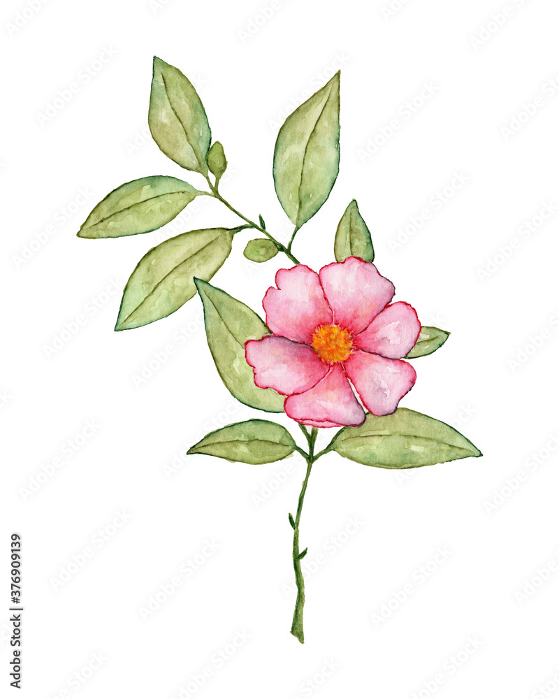 Pink flower on a stem with green leaves watercolor painted on a white background. Hand drawn pink flower illustration with green leaves.