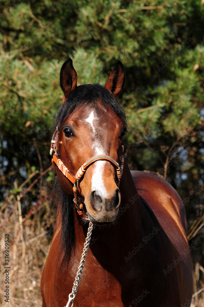 American Quarter Horse Hengst