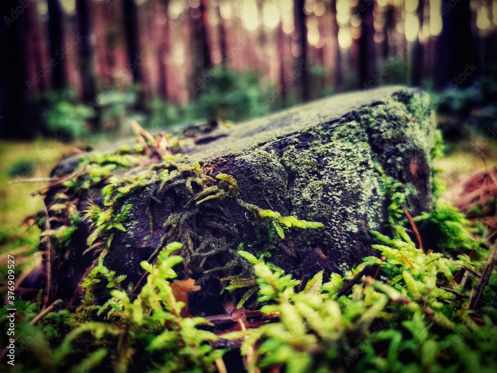 moss on the tree moss on the tree