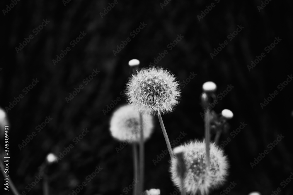 Obraz premium Black & White 