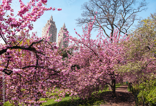 Obraz na płótnie Spring Cherry Blossoms in Central Park, NYC