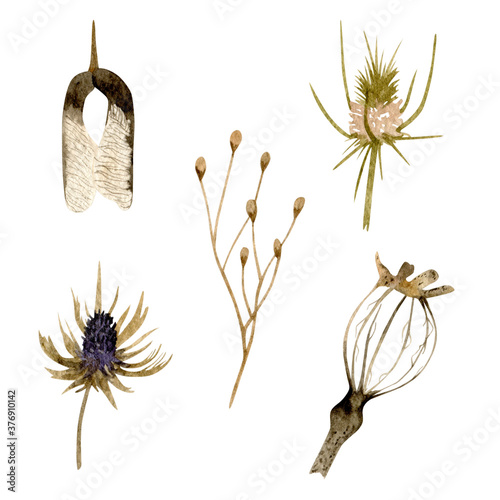 Set of watercolor dried flowers and leaf. Isolated on a white background objects.