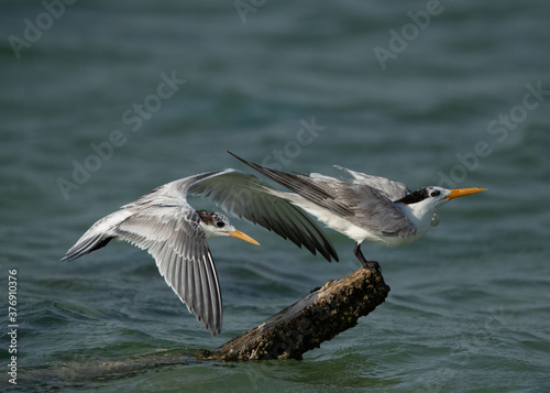 A Greater Crested Tern approaching to perch on a log at Busaiteen coast, Bahrain