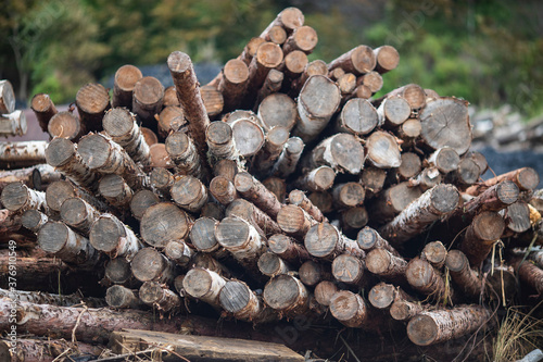 many logs lie by the green forest