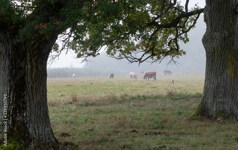 Cows grazing on a farmland on a misty morning Cows grazing on a farmland on a misty morning