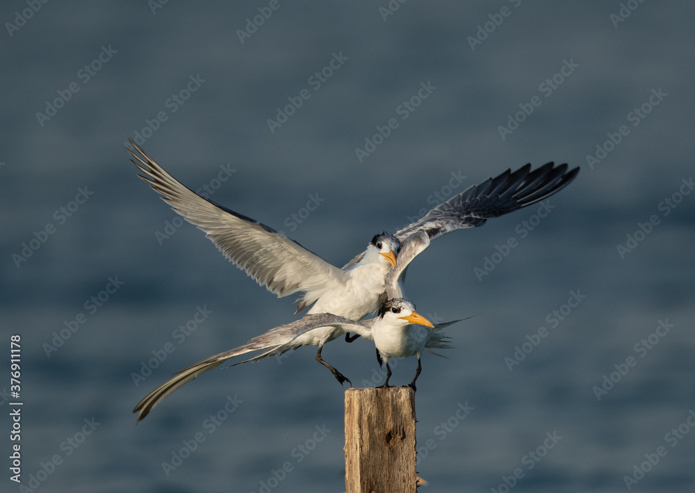 A Greater Crested Tern pushing other to perch fat Busaiteen coast of Bahrain A Greater Crested Tern pushing other to perch fat Busaiteen coast of Bahrain
