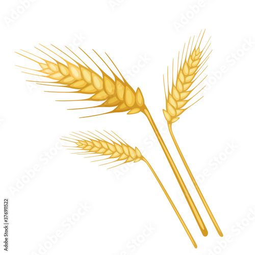 Ripe wheat ears. Isolated vector.