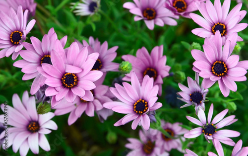 Osteospermum ecklonis Cape Marguerite  Dimorphotheca .Purple Cape daisy flowers as a natural floral background.Selective focus.