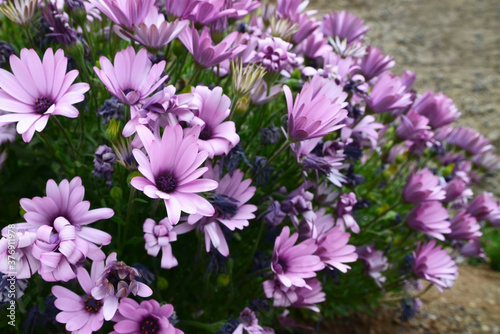Osteospermum ecklonis(Cape Marguerite, Dimorphotheca).Purple Cape daisy flowers as a natural floral background.Selective focus.