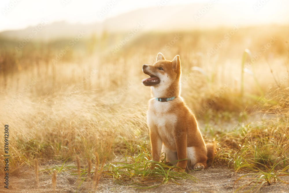 Cute Red Shiba Inu Puppy Dog Sitting Outdoor In Grass During golden Sunset. Adorable japanese shiba inu puppy