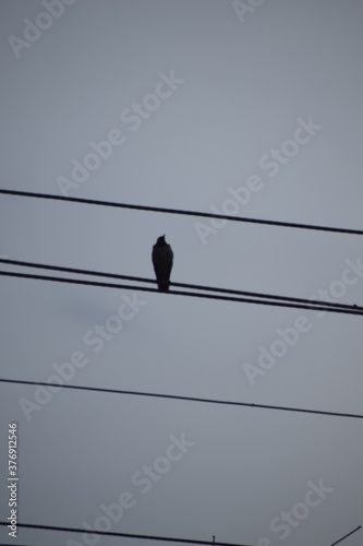 bird on wire  © Abinash