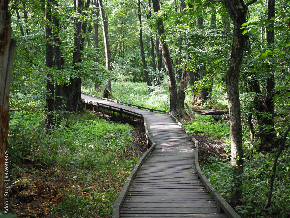 Wooden bridge trough the forest in a nature park. The concept of ecotourism Wooden bridge trough the forest in a nature park. The concept of ecotourism