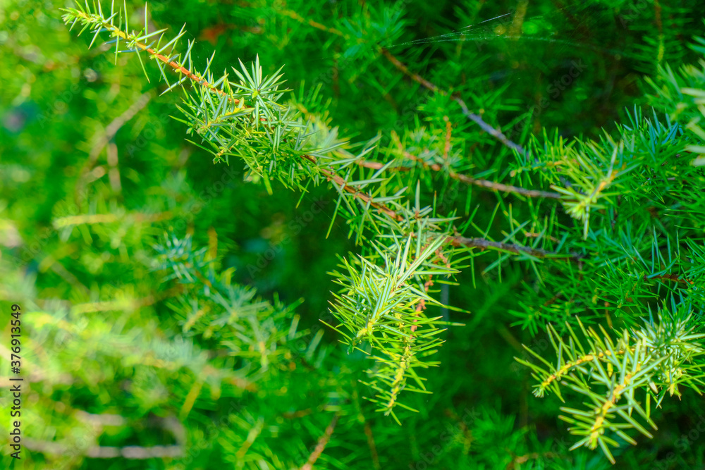 green fir tree branch with needles close-up across greenery. Copy space. Green natural background