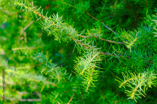 green fir tree branch with needles close-up across greenery. Copy space. Green natural background © Kate