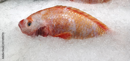 Frozen Red Snapper Is a food that provides the value of protein