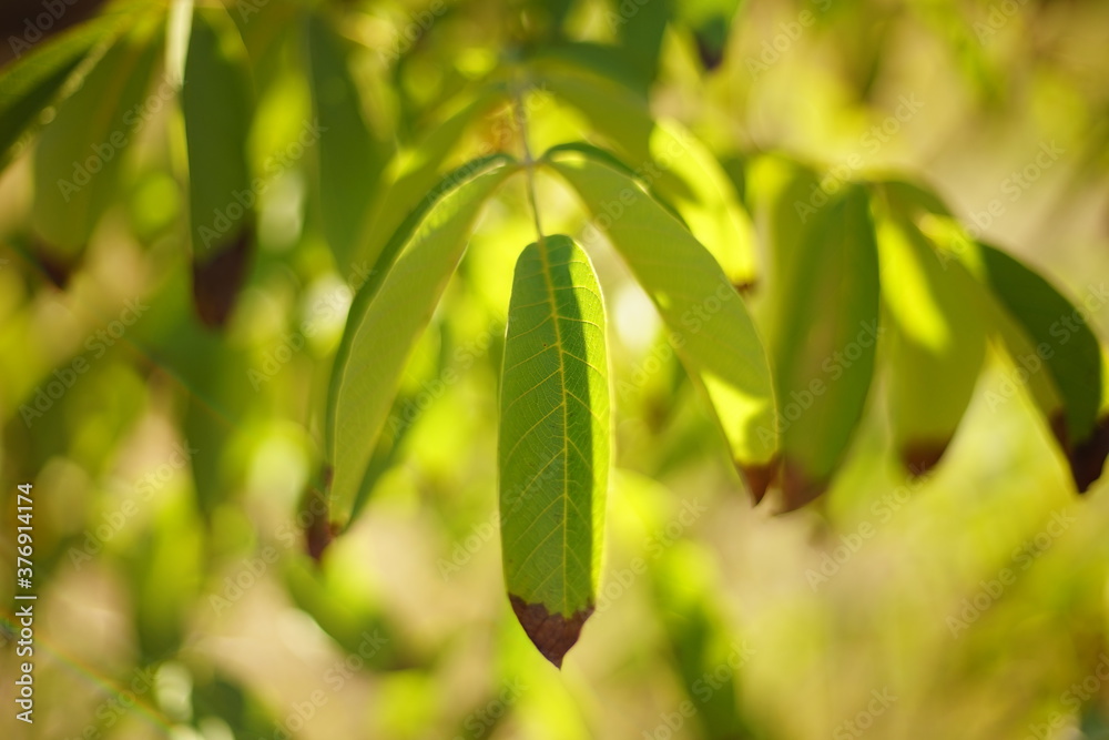 walnut tree green leaves with dry brown ends on the tree branch walnut tree green leaves with dry brown ends on the tree branch