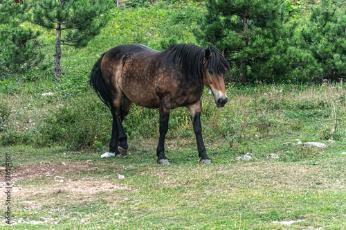 A wild horse walking over Trebevic Mountain