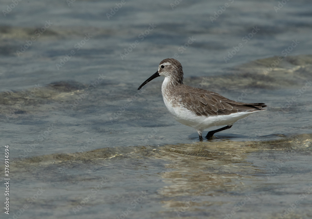 Curlew Sandpiper at Busaiteen coast of Bahrain Curlew Sandpiper at Busaiteen coast of Bahrain