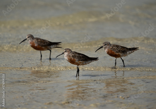 Curlew Sandpipers in breeding plumage at Busaiteen coast of Bahrain © Dr Ajay Kumar Singh