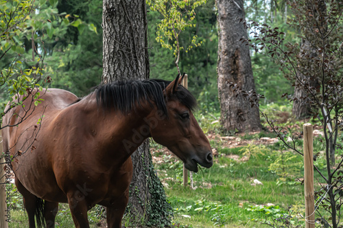 A wild horse walking over Trebevic Mountain