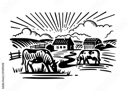 cows chewing grass on background of farm