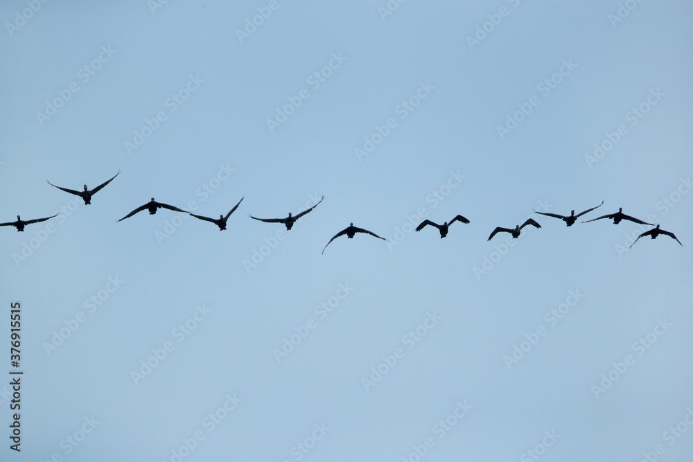 A flock of Socotra cormorants flying at Busaiteen coast, Bahrain A flock of Socotra cormorants flying at Busaiteen coast, Bahrain