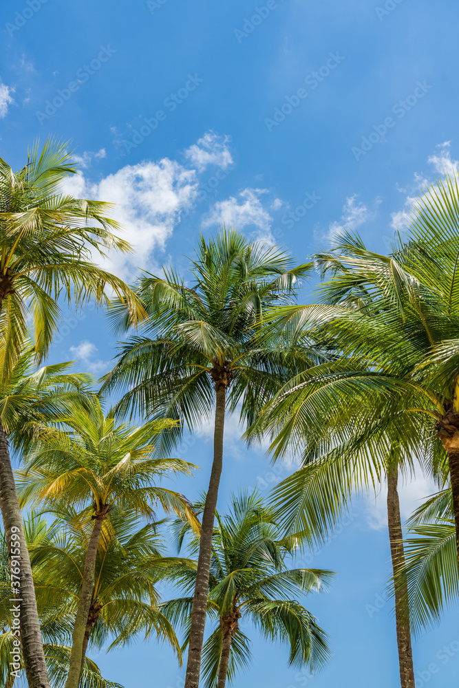 Coconut trees over blue sky