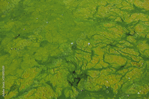 Green string algae and rubbish in the water. Environment pollution background. Green water surface.
