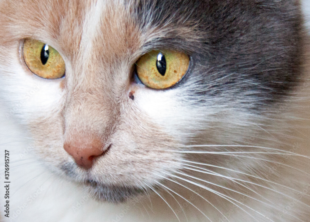 Close up portrait of grey kitten with beautiful eyes Close up portrait of grey kitten with beautiful eyes