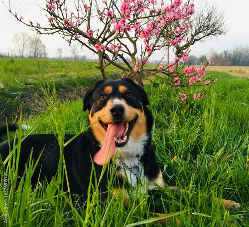 Cane e primavera