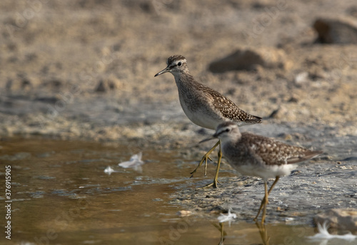 A pair of Wood Sandpiper at Asker marsh, Bahrain. Selective focus on the back