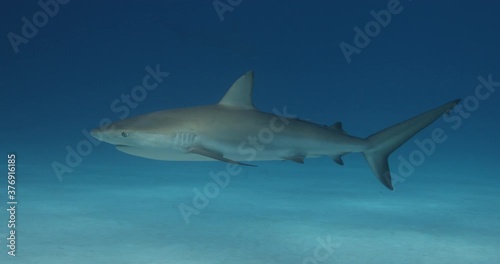 Tigerhai und andere Riffhaie in den Bahams.