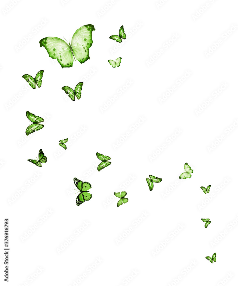 Flock of flying butterflies isolated on white Flock of flying butterflies isolated on white