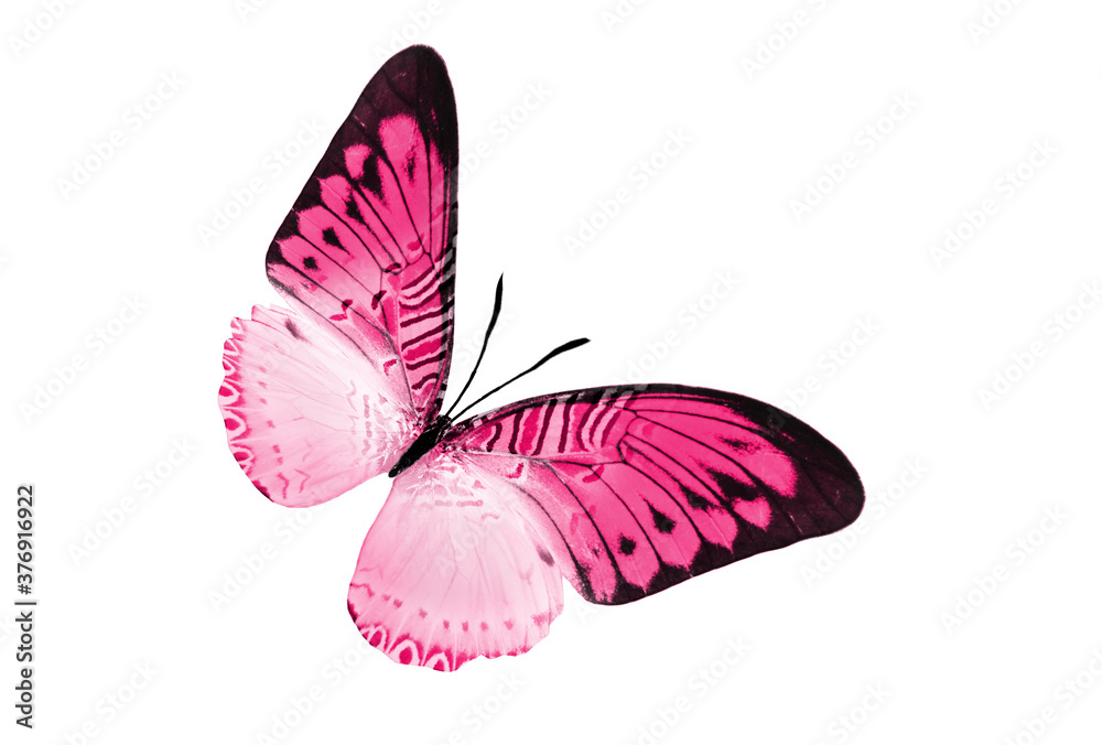 Color butterfly , isolated on white background Color butterfly , isolated on white background